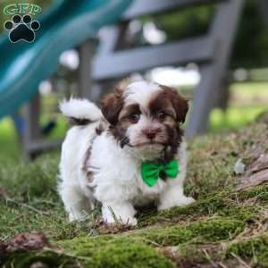 Alex, Havanese Puppy